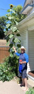 The (Un)Secrets of a 15-Foot Sunflower Image